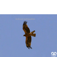 گونه سارگپه پرپا Rough-legged Buzzard